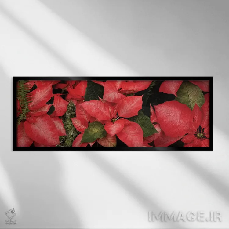 تابلو دکوراتیو گل های پوانستیا نزدیک I اثر پانورامیک ایمجز - نمای قابدار مشکی