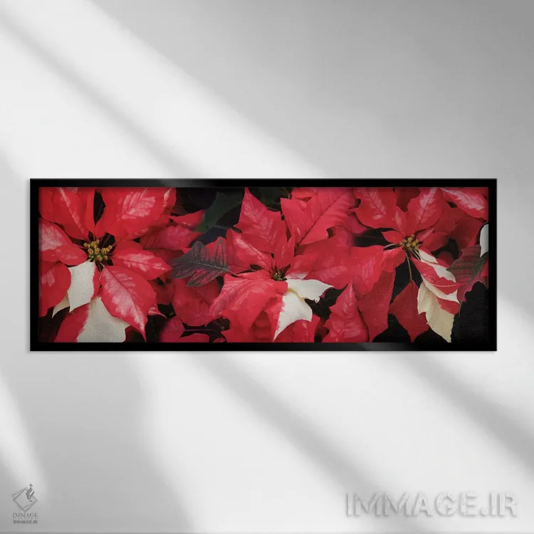 تابلو دکوراتیو گل های پوانستیا نزدیک II اثر پانورامیک ایمجز - نمای قابدار مشکی