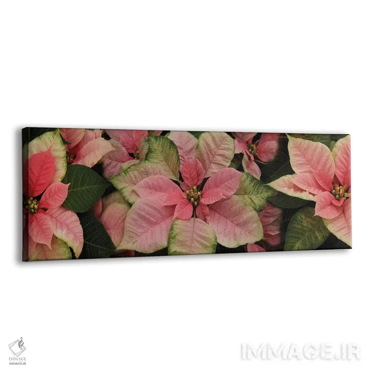 تابلو دکوراتیو گل های پوانستیا نزدیک III اثر پانورامیک ایمجز - نمای پرسپکتیو محصول