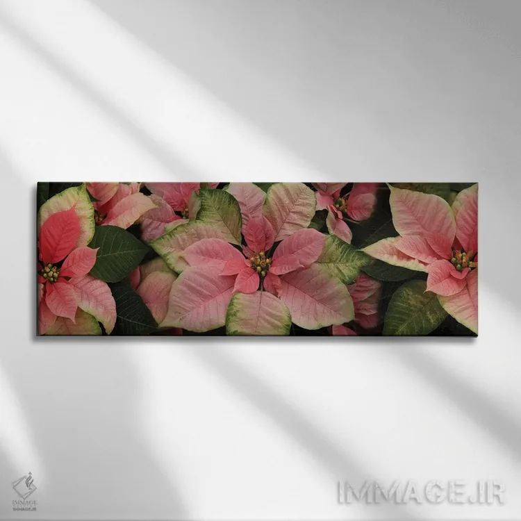 تابلو دکوراتیو گل های پوانستیا نزدیک III اثر پانورامیک ایمجز - نمای روبهرو روی دیوار
