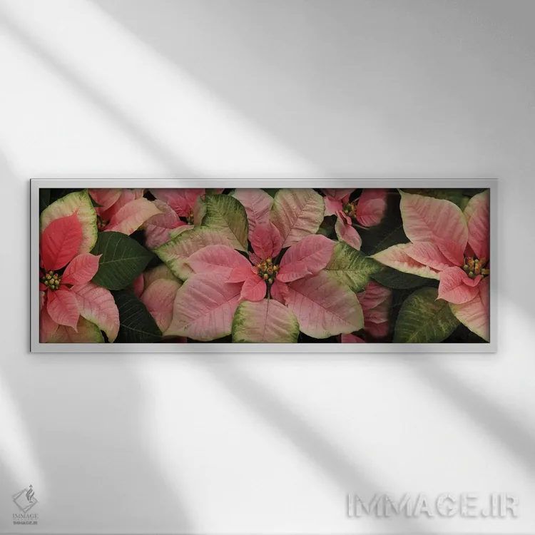 تابلو دکوراتیو گل های پوانستیا نزدیک III اثر پانورامیک ایمجز - نمای قابدار سفید