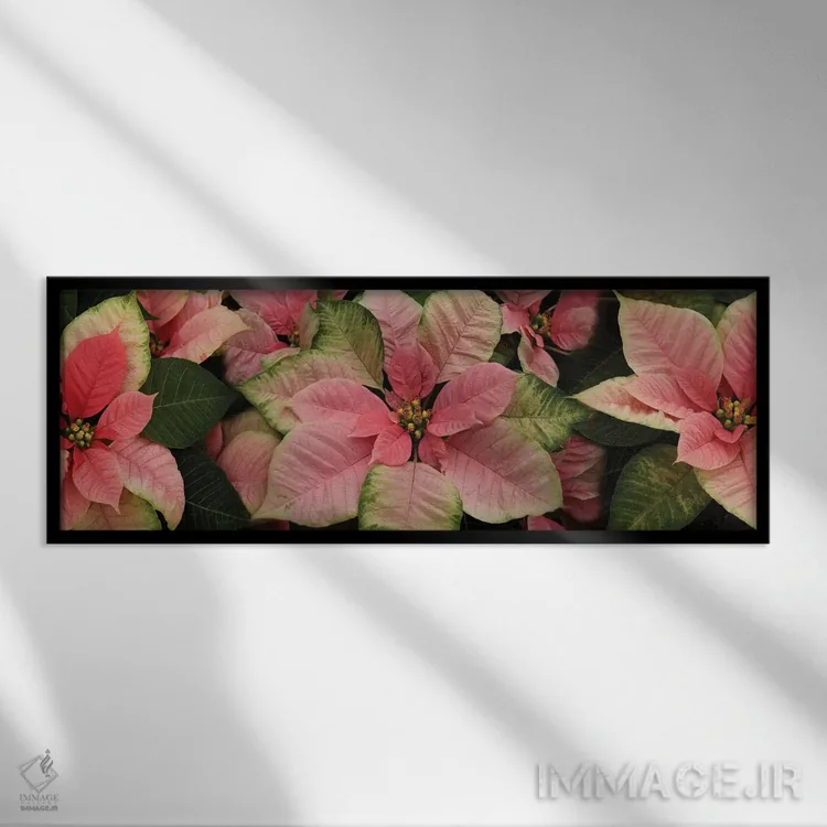 تابلو دکوراتیو گل های پوانستیا نزدیک III اثر پانورامیک ایمجز - نمای قابدار مشکی
