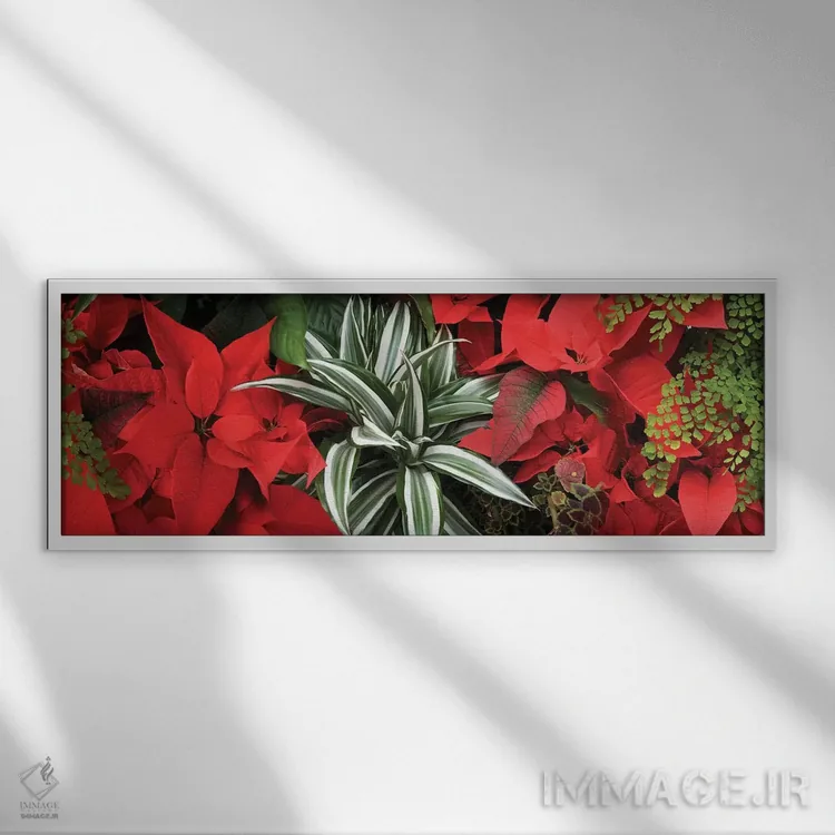تابلو دکوراتیو گل های پوانستیا نزدیک IV اثر پانورامیک ایمجز - نمای قابدار سفید