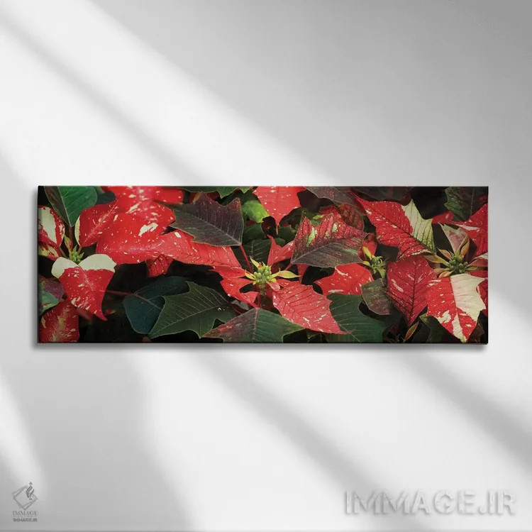 تابلو دکوراتیو گل های پوانستیا نزدیک VI اثر پانورامیک ایمجز - نمای روبهرو روی دیوار