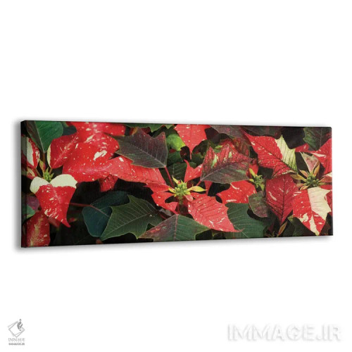 تابلو دکوراتیو گل های پوانستیا نزدیک VI اثر پانورامیک ایمجز - نمای پرسپکتیو محصول