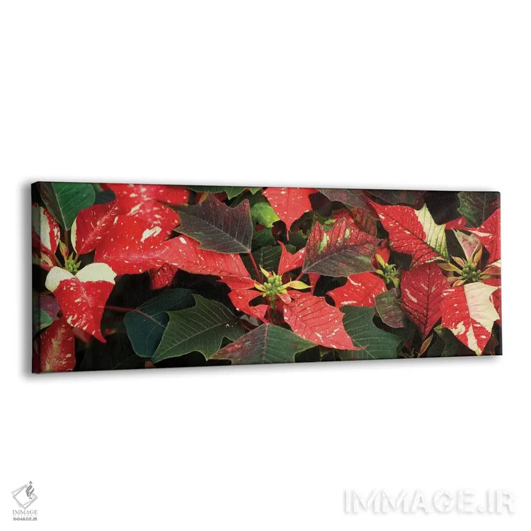 تابلو دکوراتیو گل های پوانستیا نزدیک VI اثر پانورامیک ایمجز - نمای پرسپکتیو محصول