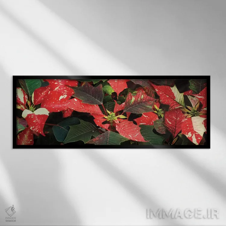 تابلو دکوراتیو گل های پوانستیا نزدیک VI اثر پانورامیک ایمجز - نمای قابدار مشکی