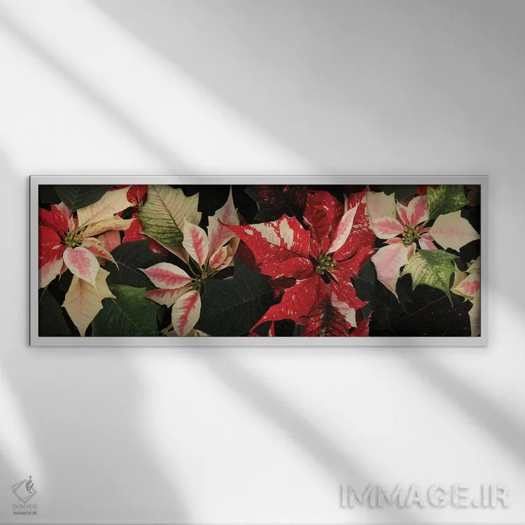 تابلو دکوراتیو گل های پوانستیا نزدیک V اثر پانورامیک ایمجز - نمای قابدار سفید