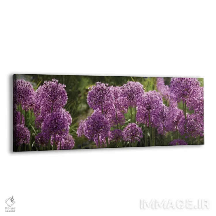 تابلو دکوراتیو گل های آلیوم پافبال بنفش نزدیک اثر پانورامیک ایمجز - نمای پرسپکتیو محصول