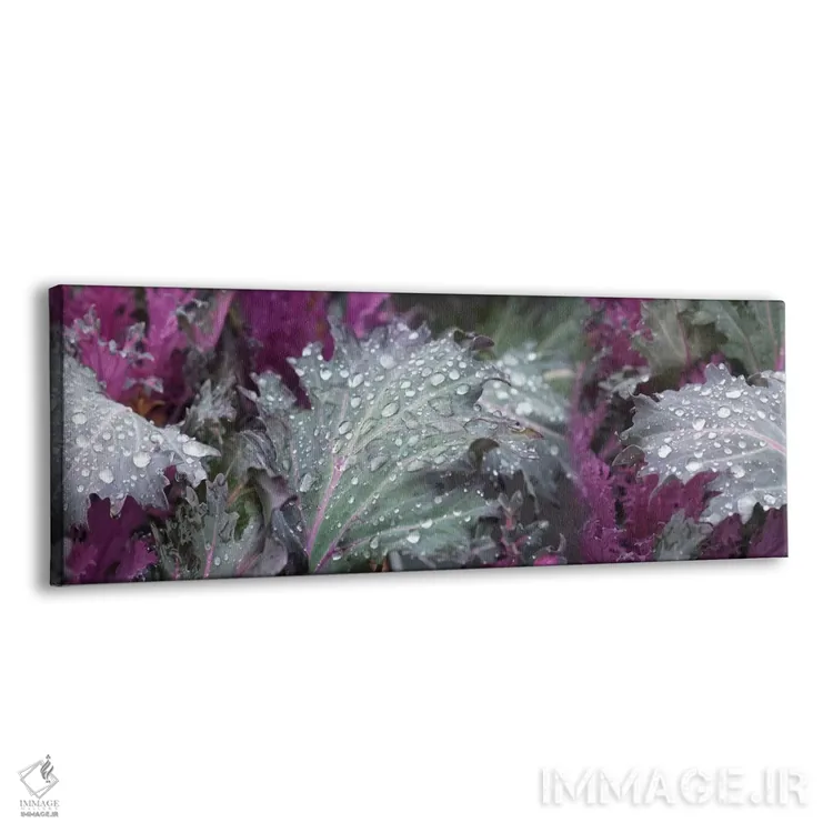 تابلو دکوراتیو قطرات باران روی برگ های سبز و بنفش نزدیک اثر پانورامیک ایمجز - نمای پرسپکتیو محصول