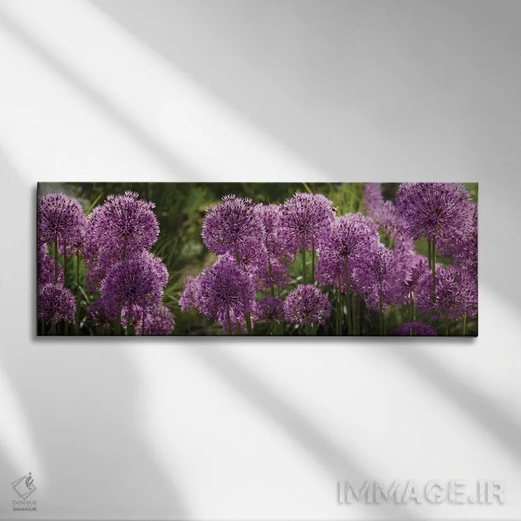 تابلو دکوراتیو گل های آلیوم پافبال بنفش نزدیک اثر پانورامیک ایمجز - نمای روبهرو روی دیوار