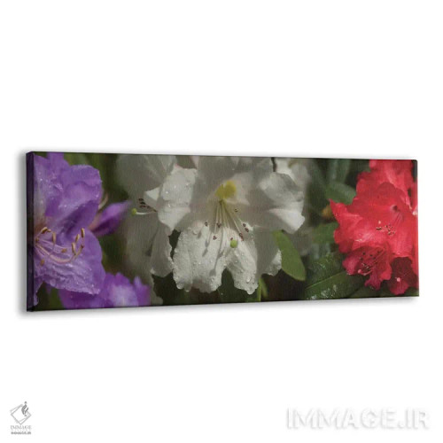تابلو دکوراتیو باران روی گل های رودودندرون مختلف نزدیک اثر پانورامیک ایمجز - نمای پرسپکتیو محصول