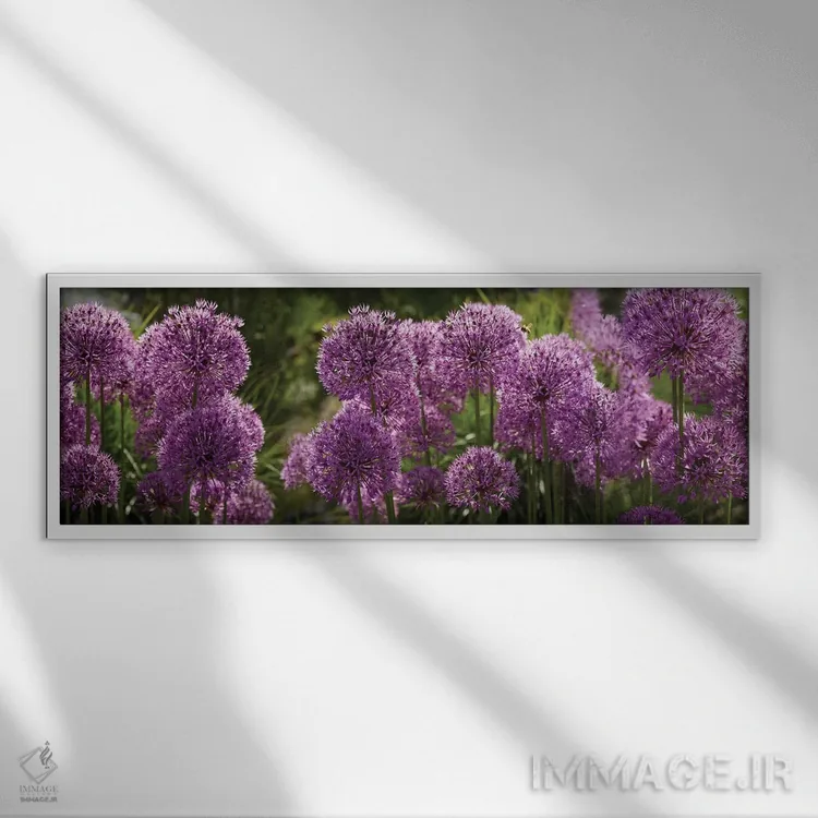 تابلو دکوراتیو گل های آلیوم پافبال بنفش نزدیک اثر پانورامیک ایمجز - نمای قابدار سفید