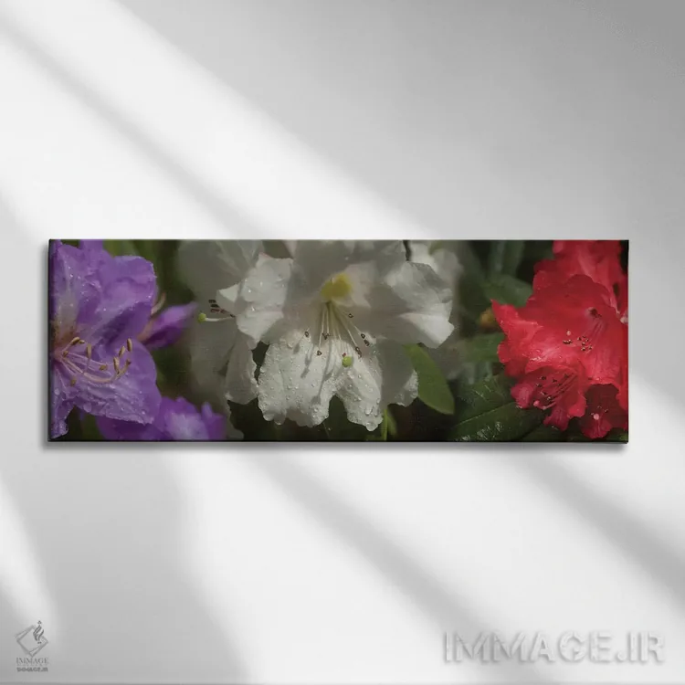 تابلو دکوراتیو باران روی گل های رودودندرون مختلف نزدیک اثر پانورامیک ایمجز - نمای روبهرو روی دیوار