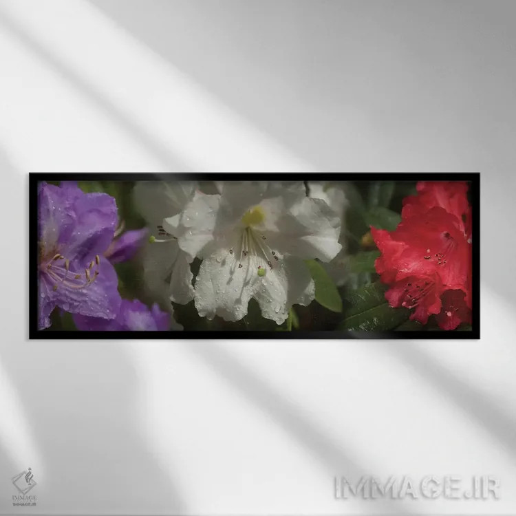 تابلو دکوراتیو باران روی گل های رودودندرون مختلف نزدیک اثر پانورامیک ایمجز - نمای قابدار مشکی