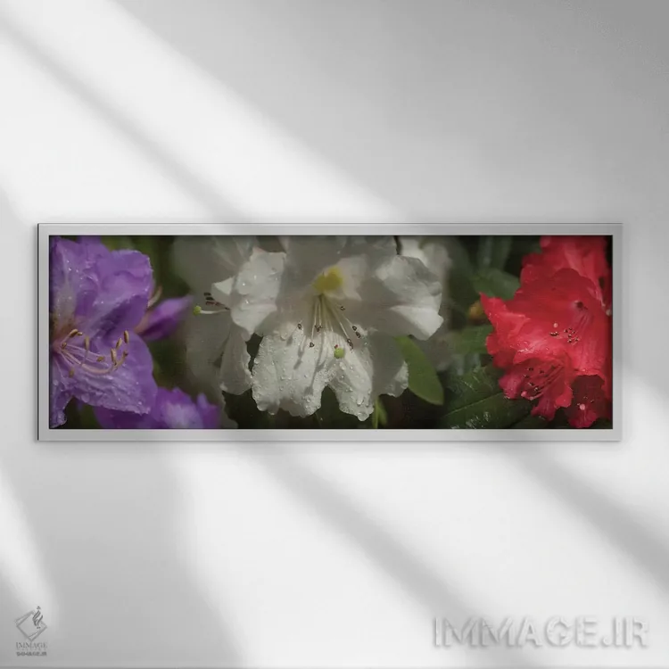 تابلو دکوراتیو باران روی گل های رودودندرون مختلف نزدیک اثر پانورامیک ایمجز - نمای قابدار سفید