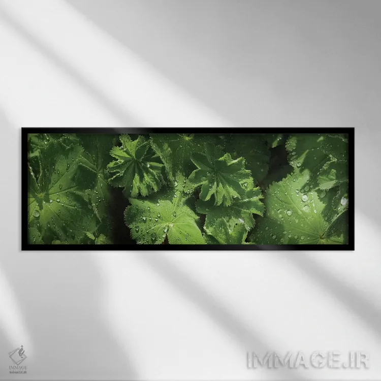 تابلو دکوراتیو قطرات باران روی برگ ها نزدیک III اثر پانورامیک ایمجز - نمای قابدار مشکی