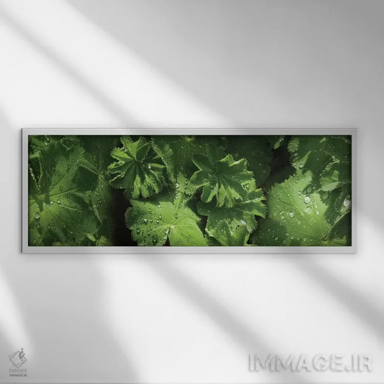 تابلو دکوراتیو قطرات باران روی برگ ها نزدیک III اثر پانورامیک ایمجز - نمای قابدار سفید