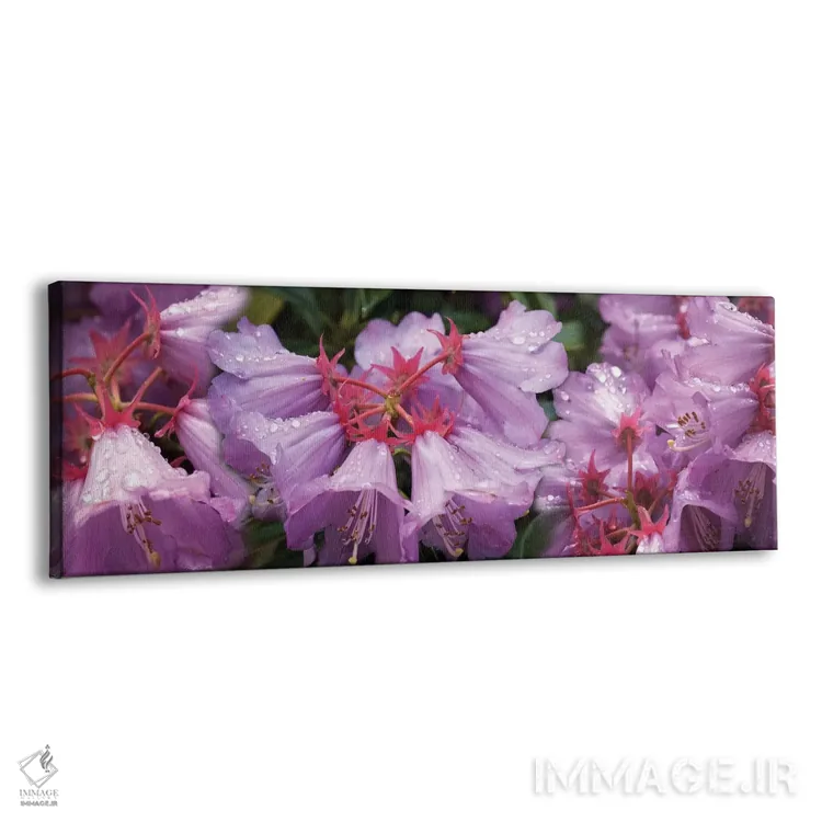 تابلو دکوراتیو قطرات باران روی گل های رودودندرون نزدیک I اثر پانورامیک ایمجز - نمای پرسپکتیو محصول