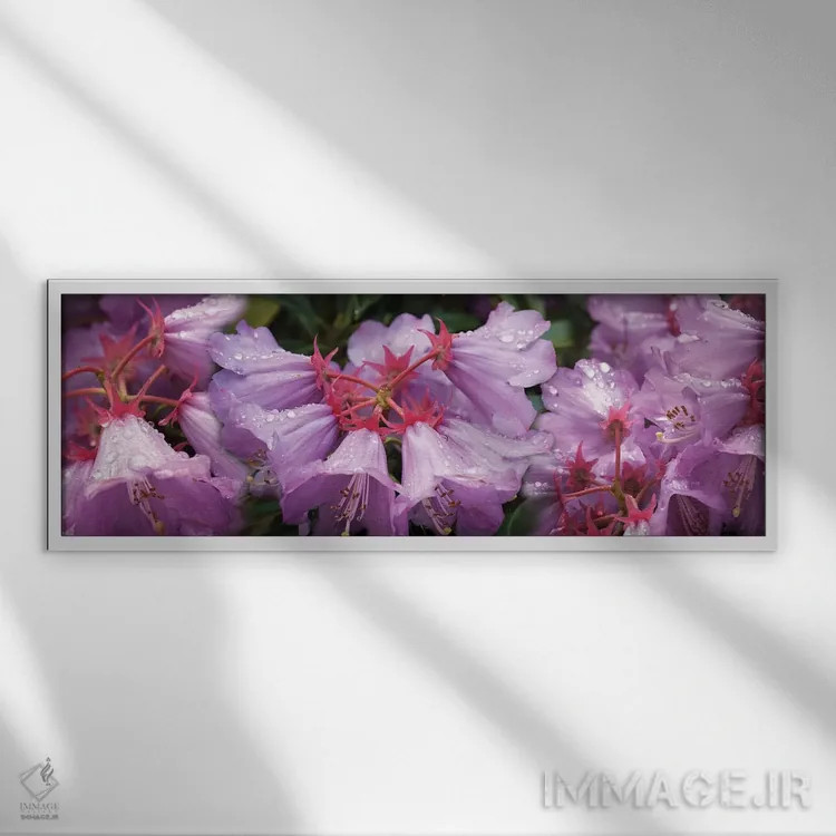 تابلو دکوراتیو قطرات باران روی گل های رودودندرون نزدیک I اثر پانورامیک ایمجز - نمای قابدار سفید