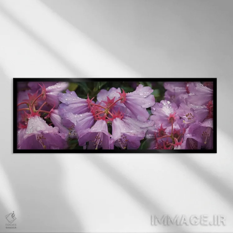تابلو دکوراتیو قطرات باران روی گل های رودودندرون نزدیک I اثر پانورامیک ایمجز - نمای قابدار مشکی