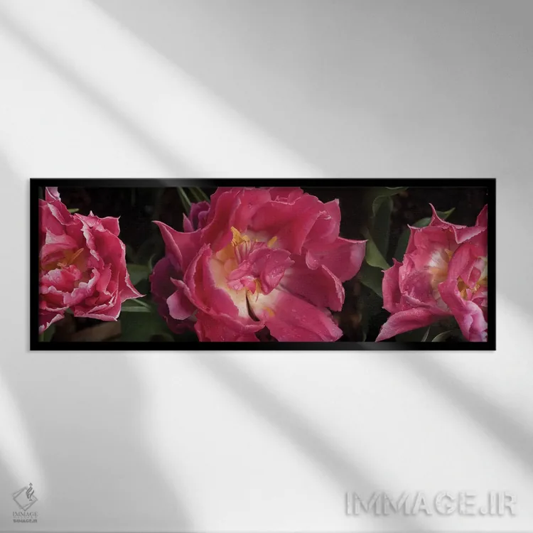 تابلو دکوراتیو گل های قرمز در حال شکوفه دادن نزدیک اثر پانورامیک ایمجز - نمای قابدار مشکی