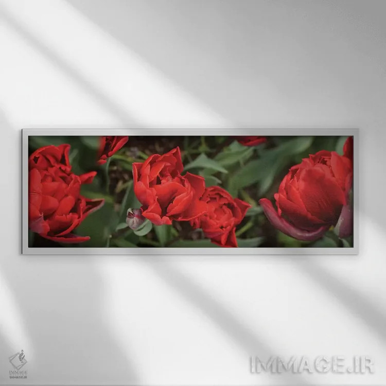 تابلو دکوراتیو گل های لاله قرمز نزدیک V اثر پانورامیک ایمجز - نمای قابدار سفید