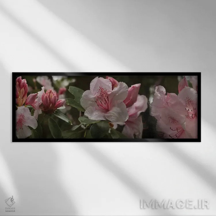 تابلو دکوراتیو گل های رودودندرون نزدیک I اثر پانورامیک ایمجز - نمای قابدار مشکی