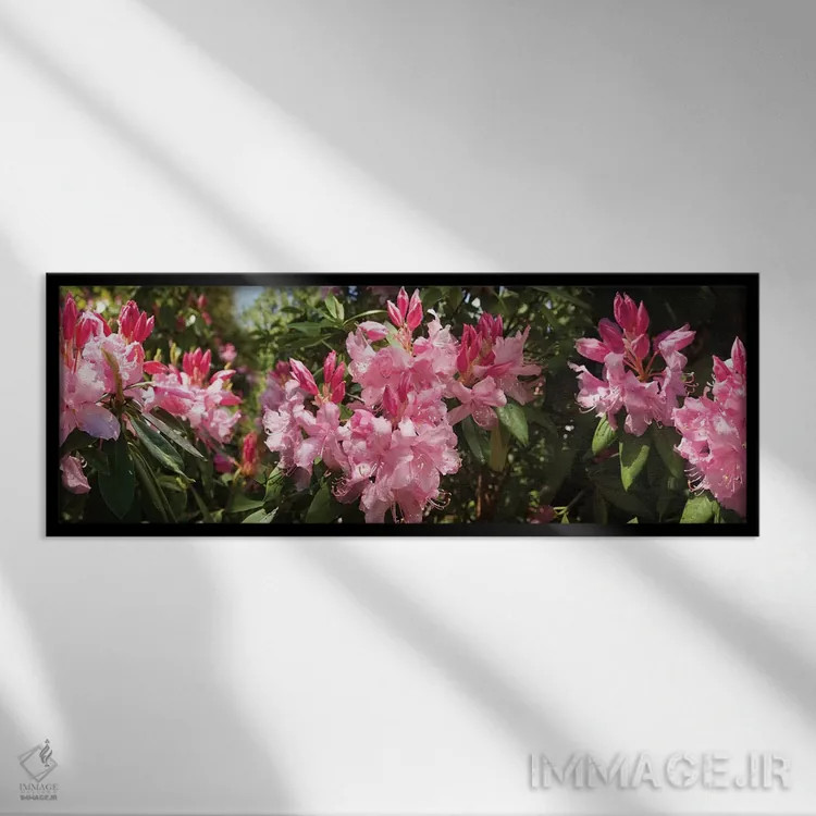 تابلو دکوراتیو گل های رودودندرون در حال شکوفه دادن نزدیک IV اثر پانورامیک ایمجز - نمای قابدار مشکی