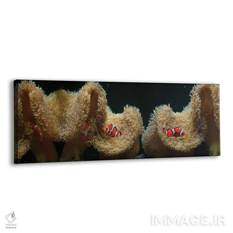 تابلو دکوراتیو ماهی دلقک در حال شنا در نزدیکی مرجان اثر پانورامیک ایمجز - نمای پرسپکتیو محصول