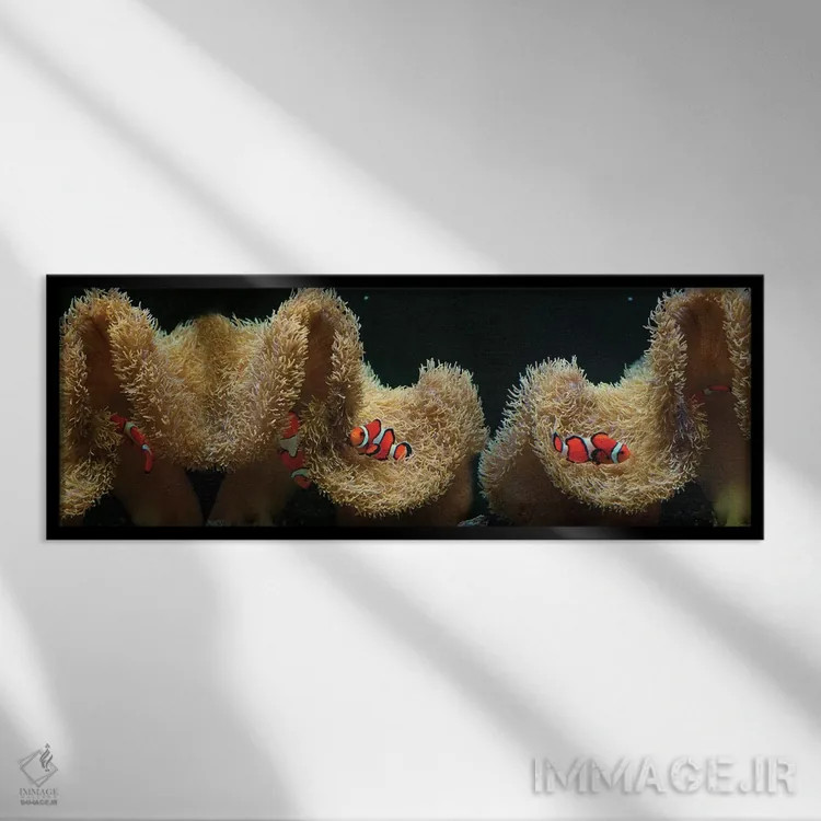 تابلو دکوراتیو ماهی دلقک در حال شنا در نزدیکی مرجان اثر پانورامیک ایمجز - نمای قابدار مشکی
