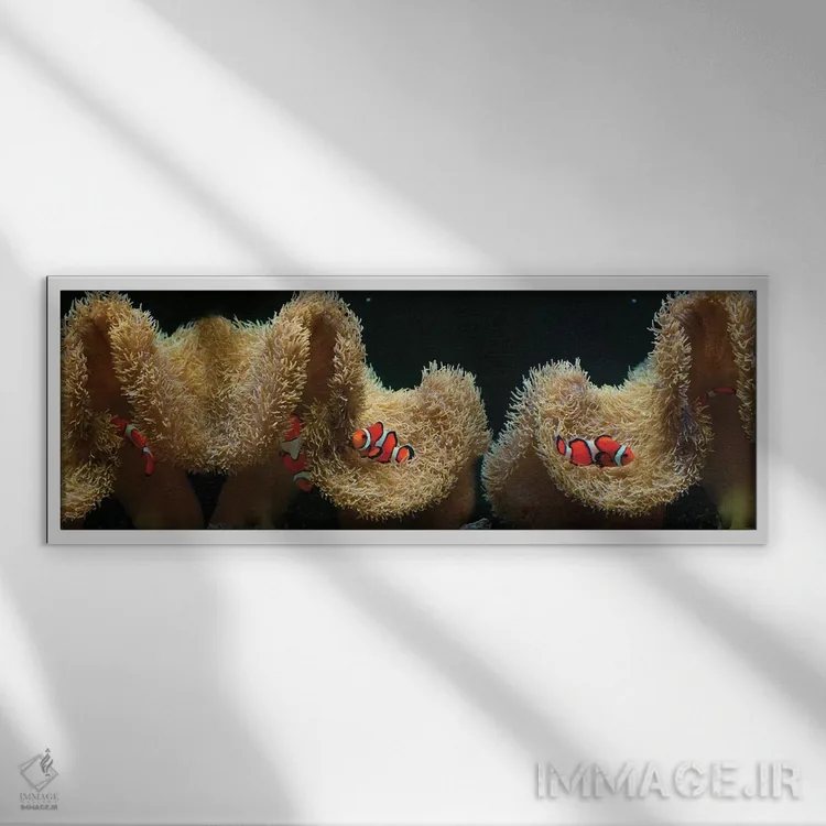 تابلو دکوراتیو ماهی دلقک در حال شنا در نزدیکی مرجان اثر پانورامیک ایمجز - نمای قابدار سفید