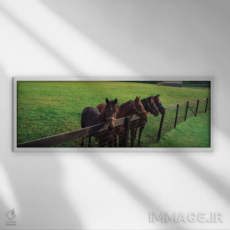 تابلو دکوراتیو چهار اسب که کنار حصار ایستاده اند، شهرستان بالتیمور، مر… اثر پانورامیک ایمجز - نمای قابدار سفید