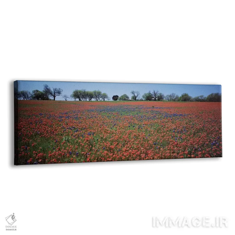 تابلو دکوراتیو Texas" - "قلم موی هندی و گل های آبی بنیتس، تگزاس" اثر پانورامیک ایمجز - نمای پرسپکتیو محصول