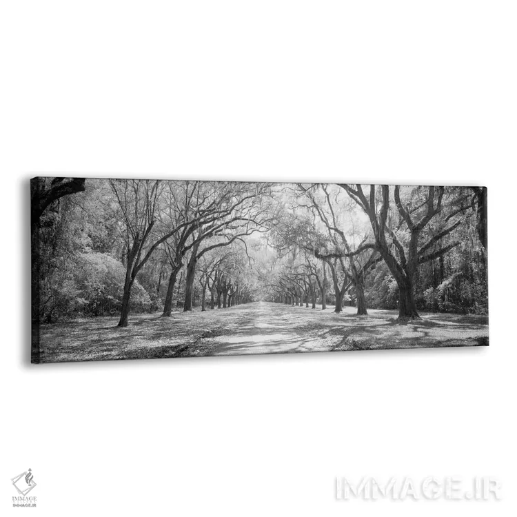 تابلو دکوراتیو Georgia II" - "بلوط های زنده و خزه اسپانیایی در سایت تا… اثر پانورامیک ایمجز - نمای پرسپکتیو محصول