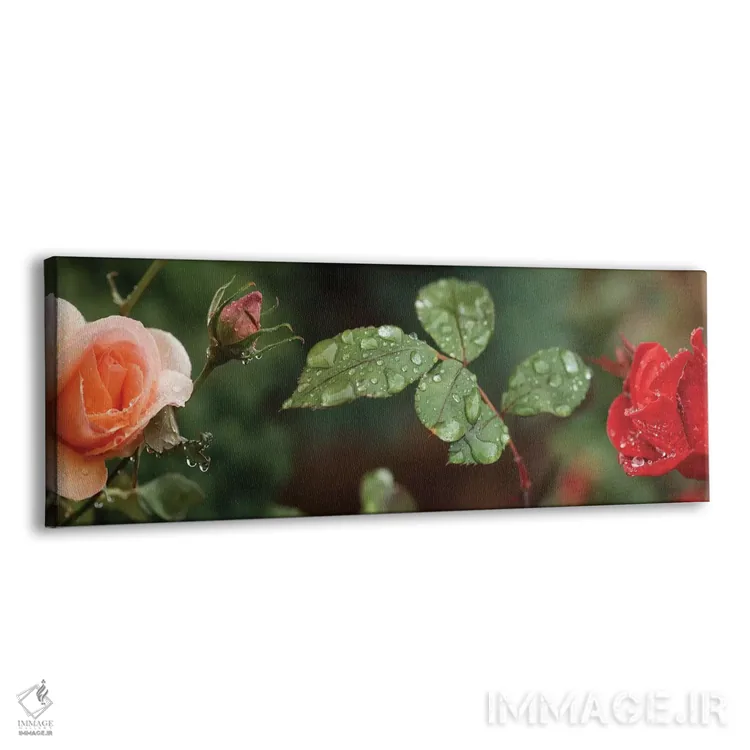 تابلو دکوراتیو "قطره باران روی گل ها و برگ های گل رز" اثر پانورامیک ایمجز - نمای پرسپکتیو محصول