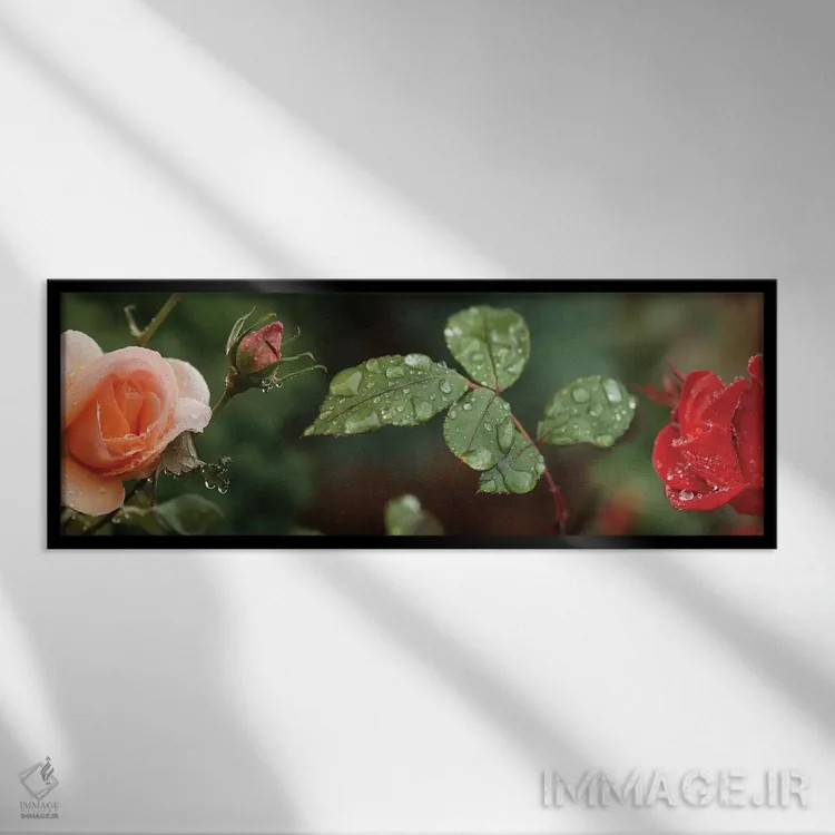 تابلو دکوراتیو "قطره باران روی گل ها و برگ های گل رز" اثر پانورامیک ایمجز - نمای قابدار مشکی