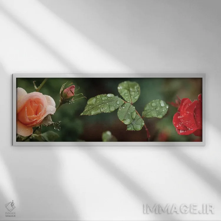 تابلو دکوراتیو "قطره باران روی گل ها و برگ های گل رز" اثر پانورامیک ایمجز - نمای قابدار سفید