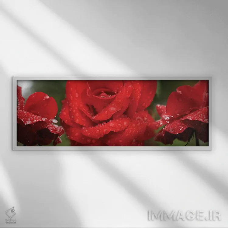 تابلو دکوراتیو "قطرات باران روی گل های رز قرمز" اثر پانورامیک ایمجز - نمای قابدار سفید