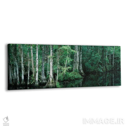 تابلو دکوراتیو "بازتاب درختان در حوضچه، ذخیره گاه ملی بیگ سایپر، فلوری… اثر پانورامیک ایمجز - نمای پرسپکتیو محصول