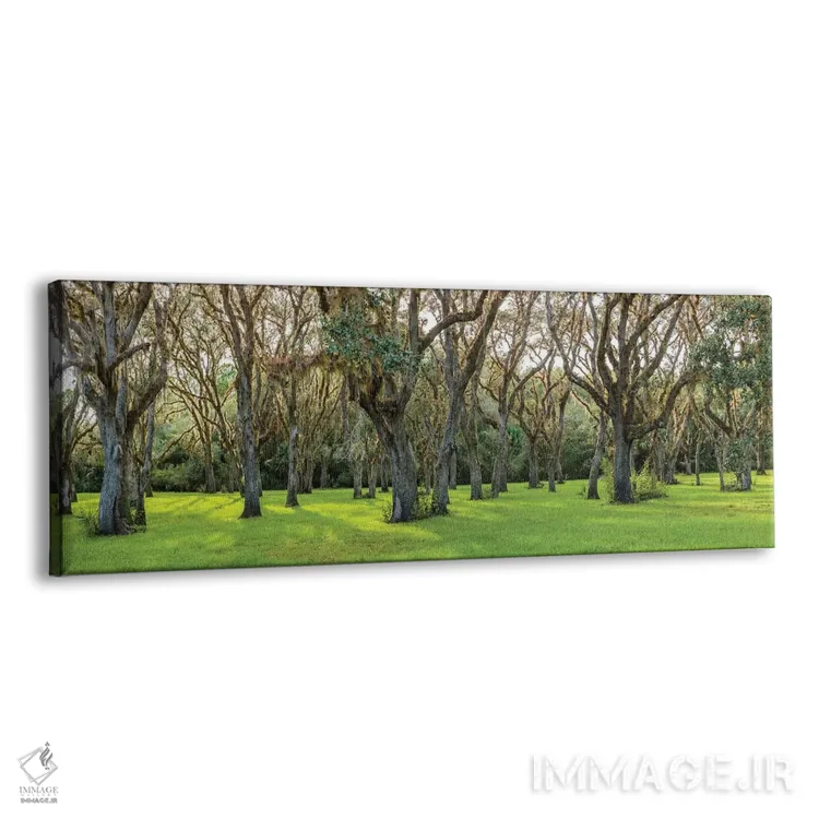 تابلو دکوراتیو Florida, USA" - "درختان در یک پارک، فلوریدا، ایالات متح… اثر پانورامیک ایمجز - نمای پرسپکتیو محصول