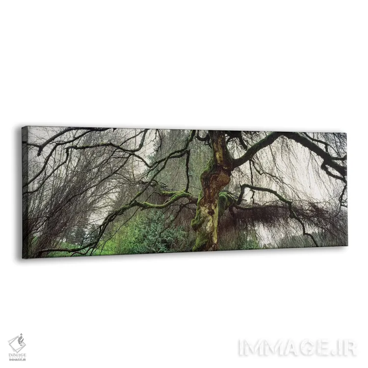 تابلو دکوراتیو Seattle, Washington State, USA II" - "پارک واشنگتن، سیا… اثر پانورامیک ایمجز - نمای پرسپکتیو محصول