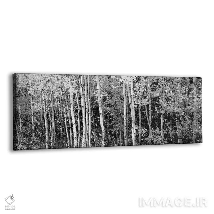 تابلو دکوراتیو "درختان آسپن و هاتورن سیاه در یک جنگل، پارک ملی گرند تی… اثر پانورامیک ایمجز - نمای پرسپکتیو محصول