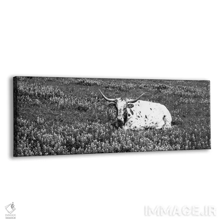 تابلو دکوراتیو "گاو لانگ هورن تگزاس نشسته در یک زمین، شهرستان هیل، تگز… اثر پانورامیک ایمجز - نمای پرسپکتیو محصول