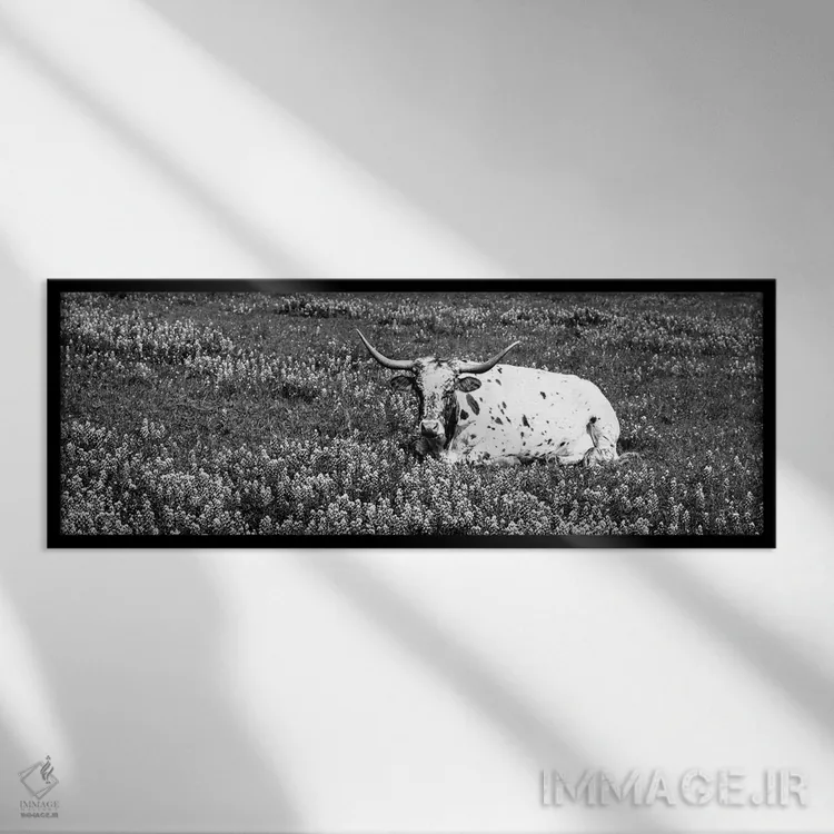 تابلو دکوراتیو "گاو لانگ هورن تگزاس نشسته در یک زمین، شهرستان هیل، تگز… اثر پانورامیک ایمجز - نمای قابدار مشکی