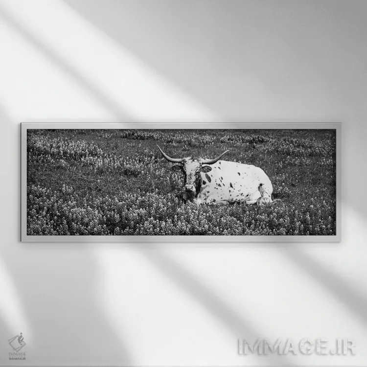 تابلو دکوراتیو "گاو لانگ هورن تگزاس نشسته در یک زمین، شهرستان هیل، تگز… اثر پانورامیک ایمجز - نمای قابدار سفید