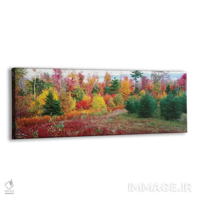 تابلو دکوراتیو Lincolnville, Waldo County, Maine, USA" - "درختان کریسم… اثر پانورامیک ایمجز - نمای پرسپکتیو محصول
