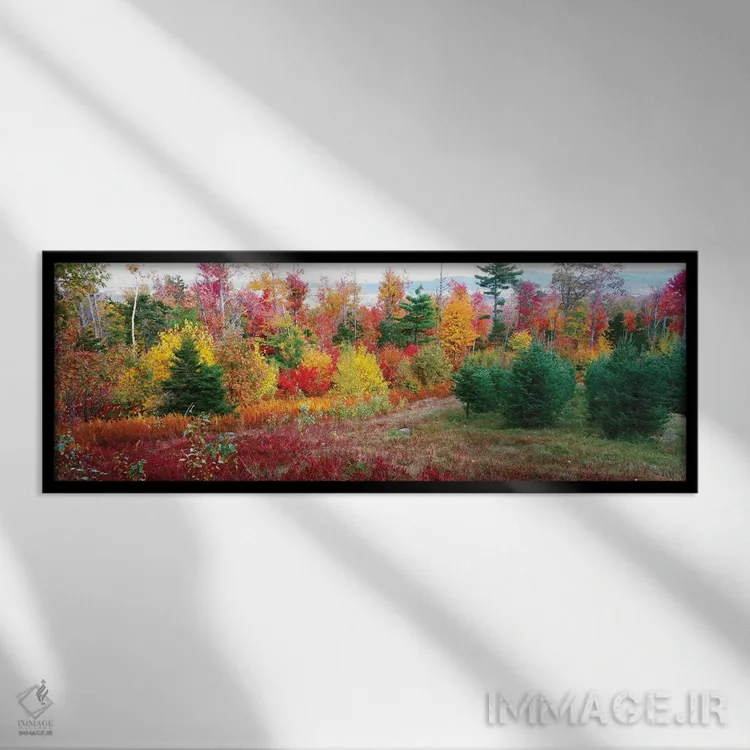 تابلو دکوراتیو Lincolnville, Waldo County, Maine, USA" - "درختان کریسم… اثر پانورامیک ایمجز - نمای قابدار مشکی