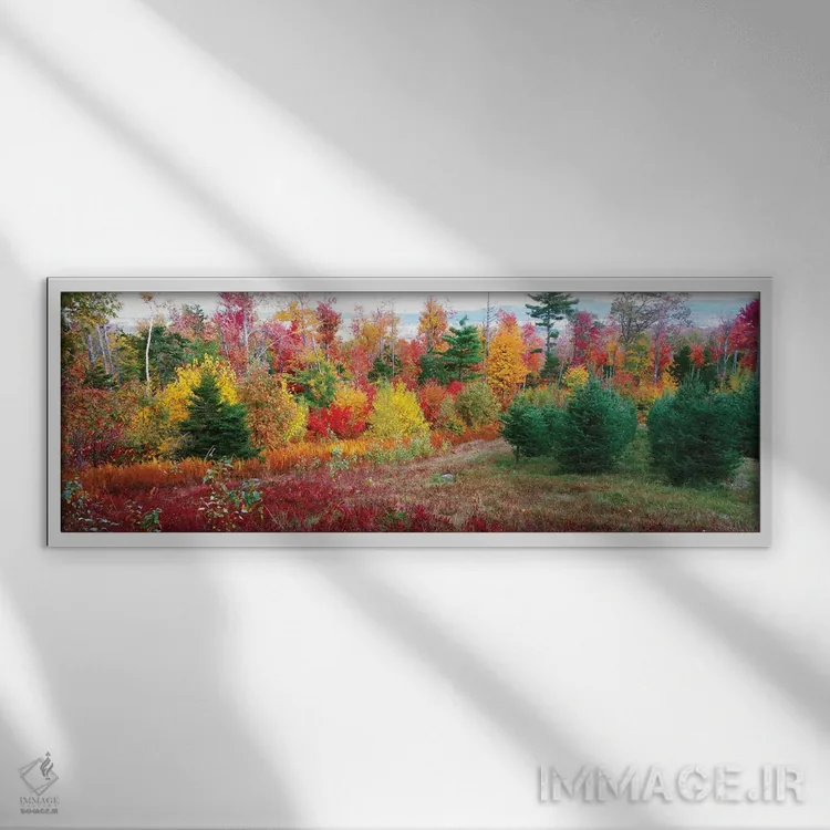 تابلو دکوراتیو Lincolnville, Waldo County, Maine, USA" - "درختان کریسم… اثر پانورامیک ایمجز - نمای قابدار سفید