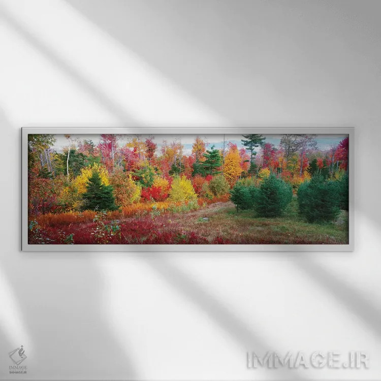 تابلو دکوراتیو Lincolnville, Waldo County, Maine, USA" - "درختان کریسم… اثر پانورامیک ایمجز - نمای قابدار سفید